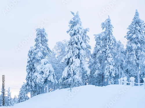 Winter landscape. Mnegum pine forest and mountainous area in northern europe.