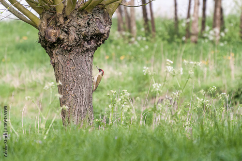 Pollard willow with green woodpecker sitting on the trunk