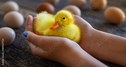 A new born yellow duckling named pluton at the hands of a girl. 