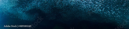 Schools of fish in a panorama photo