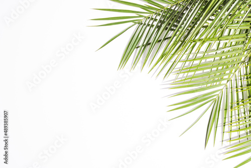 Summer green palms with shadows against white background. Minimal top view concept. Creative sunny backdrop with negative space.