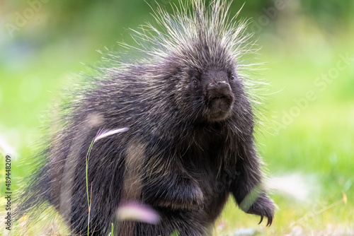 Close up face of a wild porcupine seen in summer time with blurred green, healthy background. 