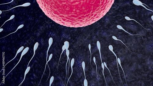 Sperm fertilization is the fusion of haploid gametes, egg and sperm Concept Fertilization and Implantation 3D rendering illustration