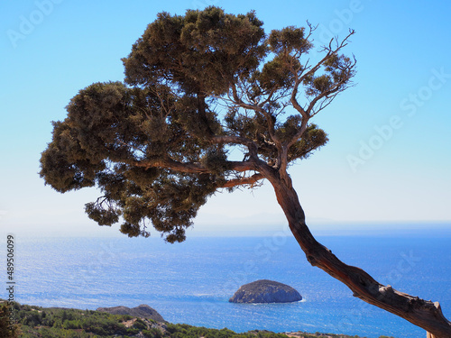 Einsamer Baum am Meer