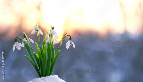 Gentle white snowdrop flowers close up, abstract sunny natural background. Beautiful snowdrops, symbol of spring. early spring season concept. copy space