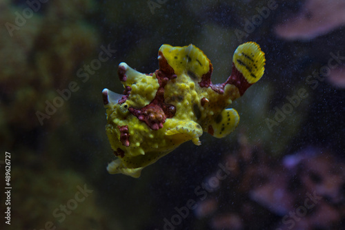 The warty frogfish or clown frogfish (Antennarius maculatus).