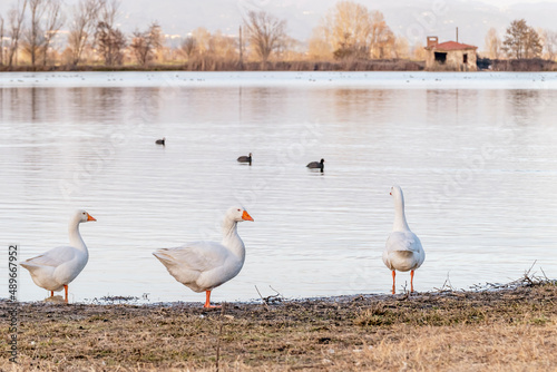 Three geese on the shore of the Gherardesca lake, Lucca, Italy, with in the background three coots in the water