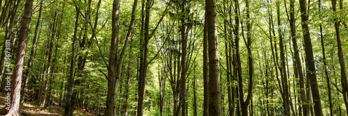 Panoramic image. Beautiful dense forest in the sunshine in summer. Light and shadow