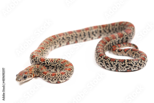 Mexican kingsnake (Lampropeltis mexicana) on a white background