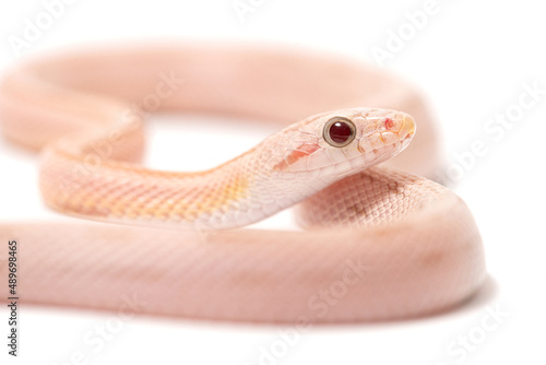 Pink corn snake (Pantherophis guttatus) on a white background