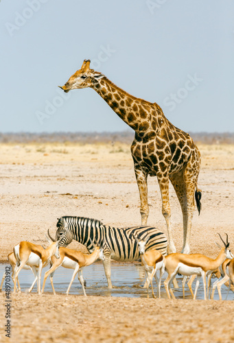 Animals (giraffe, zebra, springbok) near a watering hole in Etosha National Park, Namibia, Africa