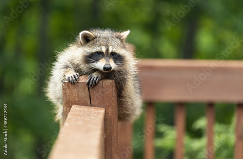 Close up of baby raccoon lying on wooden deck railing against a green leafy background..