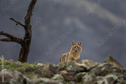 Golden jackal looking for food. Adult jackal in the Rhodope mountains. European wildlife. 