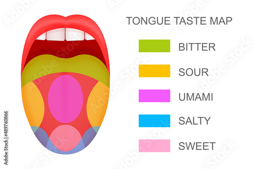 Tongue with taste receptors map sticking out from open mouth. Five flavor zones. Pseudoscientific theory of human taste buds. Vector cartoon illustration.