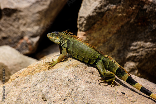 lizard of the genus Iguana native to Central, South America.
