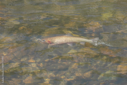 Cutthroat Trout in the Water