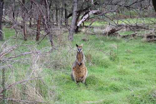 Swamp Wallaby (Wallabia bicolor) aka Black Wallaby, Cranbourne Botanic Gardens, Melbourne, Australia.