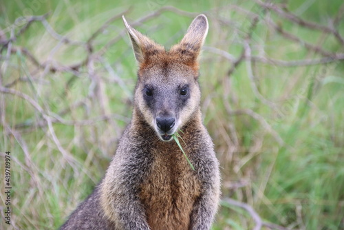 Swamp Wallaby (Wallabia bicolor) aka Black Wallaby, Cranbourne Botanic Gardens, Mellbourne, Australia.