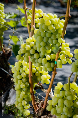 biała winorośl rosnąca na zadbanej winnicy