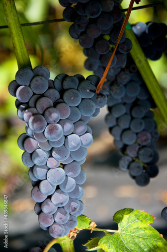 Bardzo smaczne owoce winorośli rosnące na winnicy w półcieniu.