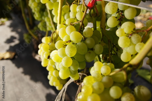 biała winorośl rosnąca na winnicy