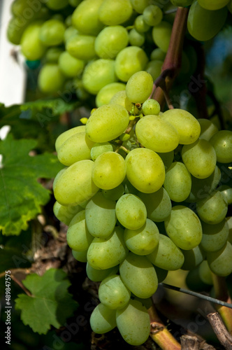 piękna kiść białej winorośli o dużych owocach rosnąca na winnicy