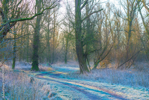 Colorful deciduous forest in frosty wetland in bright sunlight at sunrise in winter, Almere, Flevoland, The Netherlands, February 27, 2022