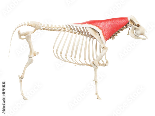 3d rendered anatomy illustration of the cows muscles - the trapezius