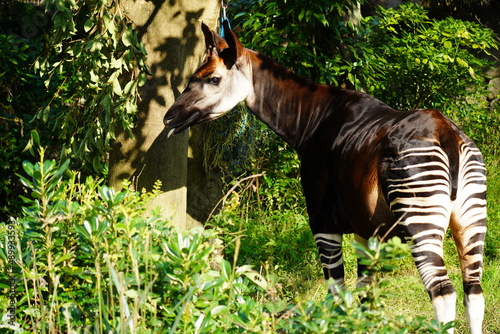 オカピ(okapi)