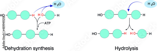 Hydrolysis and Dehydration Synthesis both deal with water and other molecules, but in very different ways. Both have a reverse reaction in relation to each other and vice versa.