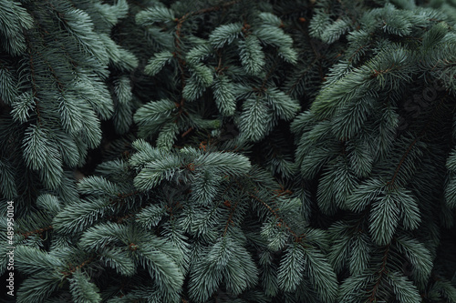 Young branches of blue spruce in the botanical garden 