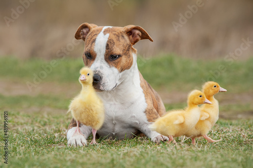 American Staffordshire terrier dog with little funny ducklings