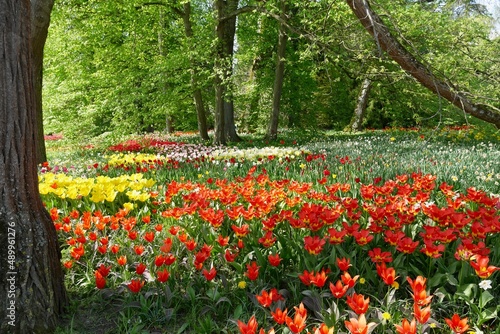 Park with trees and colorful tulips blooming in spring.