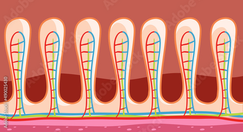 Diagram showing intestinal wall structure