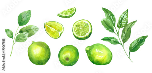 Watercolor hand painted citrus lime fruits. Watercolor hand drawn illustration isolated on white background, aromatherapy, essential oils