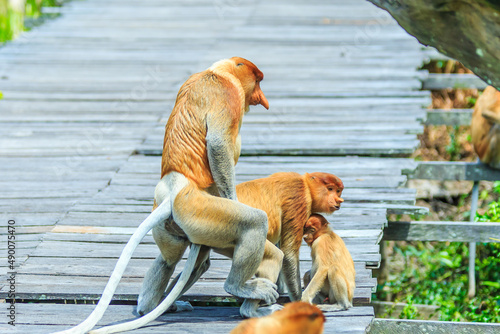 proboscis monkey or nasalis larvatus