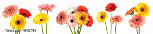 Set with beautiful gerbera flowers on white background. Banner design