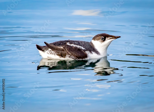 Marbled Murrelet, Southeast Alaska