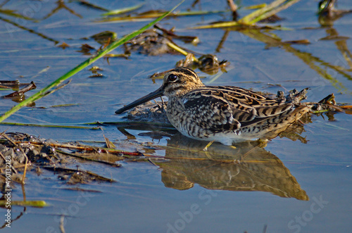 Beautiful shot of a Latham's snipe in a lake