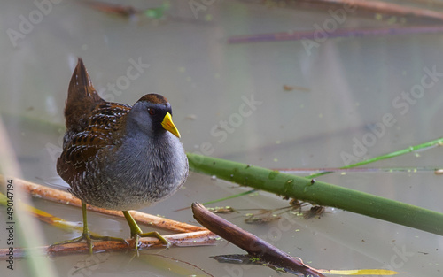 Closeup of a Sora bird perched on a branch in a pond with a blurry background