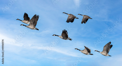 Flock of Canada geese flying in a cloudy sky