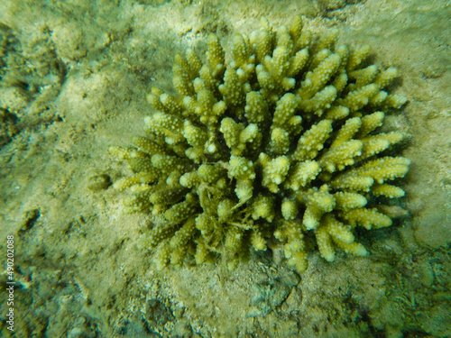 Closeup of sea coral in Hurghada, Egypt