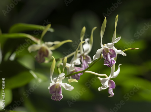 Selective focus shot of dendrobium antennatum in the garden