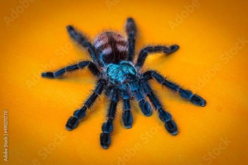 Closeup of an Antilles pinktoe tarantula
