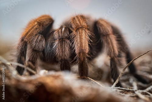 Closeup of a Western desert tarantula