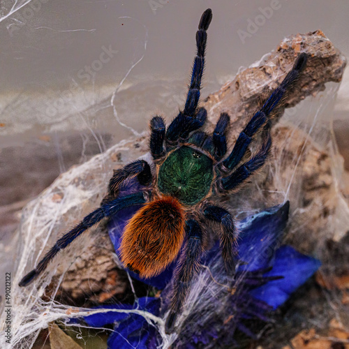 Closeup of a Greenbottle blue tarantula