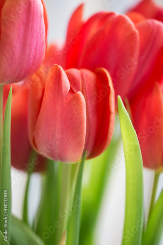 Blooming Tulip Flowers