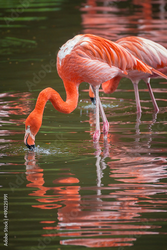 Vertical shot of flamingos dinking water