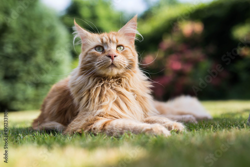 Ginger maine coon cat in a garden