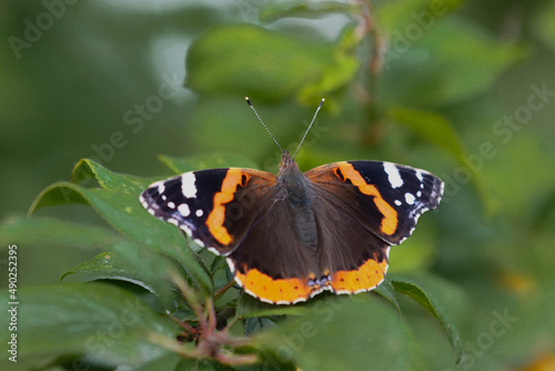 Admiral butterfly insect (Vanessa atalanta)